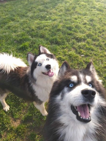Mutlu Husky Köpekler